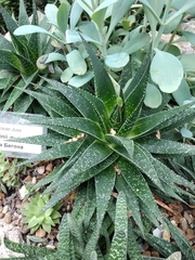 Gasteraloe beguinii