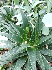 Gasteraloe beguinii