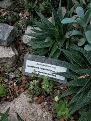 Gasteraloe beguinii