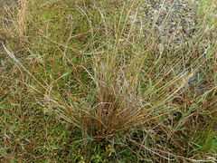 Carex litorosa