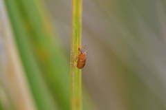 Neomycta pulicaris