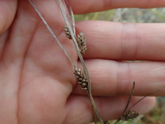 Carex litorosa