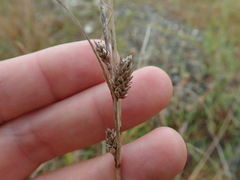 Carex litorosa