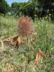 Trifolium diffusum