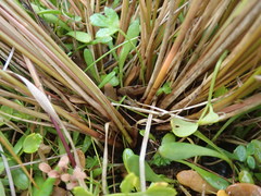 Carex litorosa