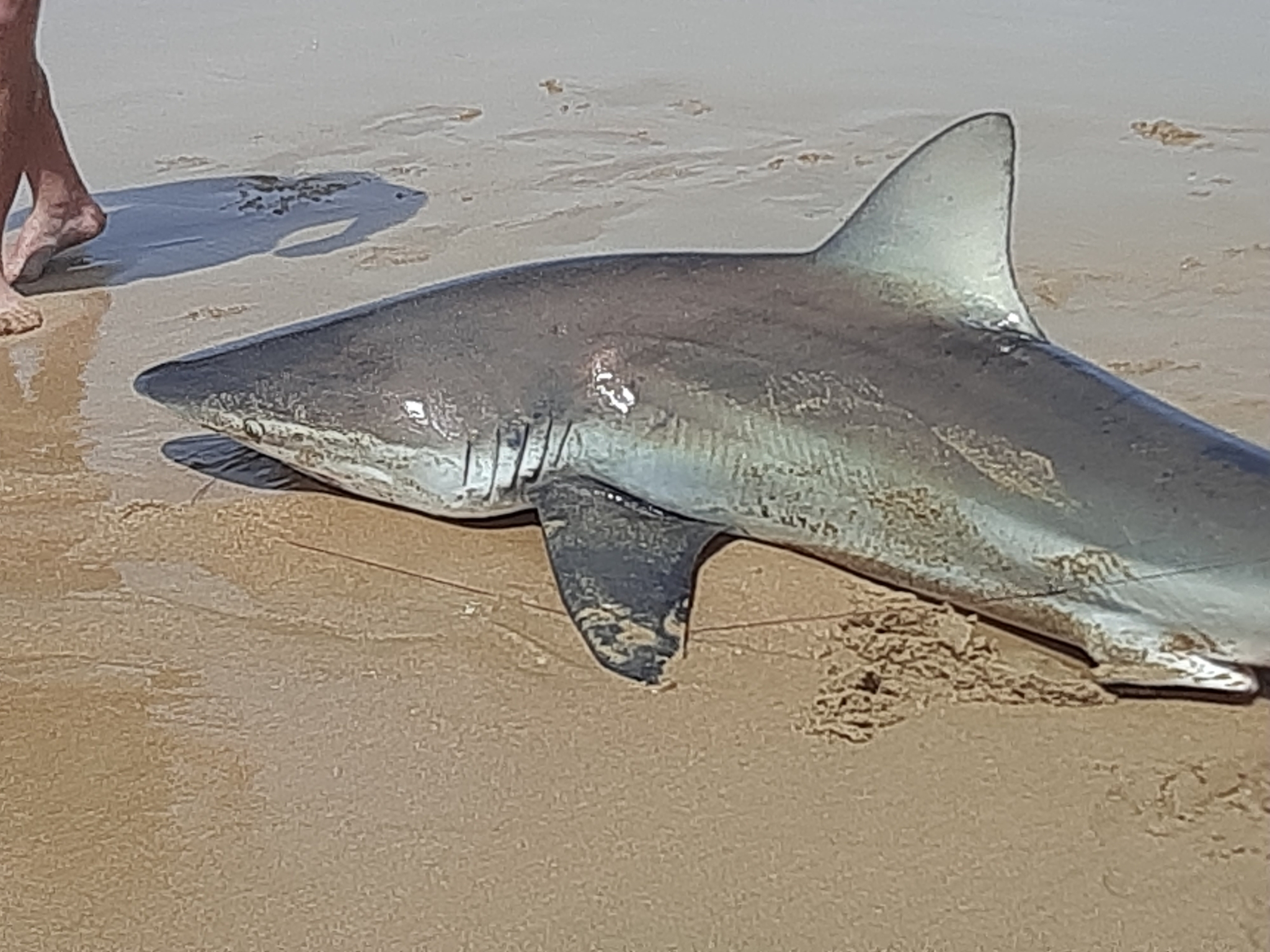 Species image