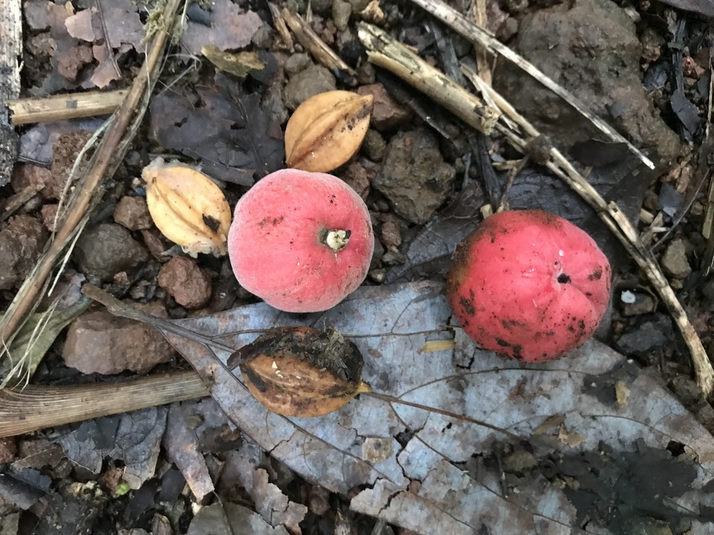blushwood tree from Malanda QLD 4885, Australia on December 30, 2021 at