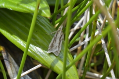 Eudonia crypsinoa