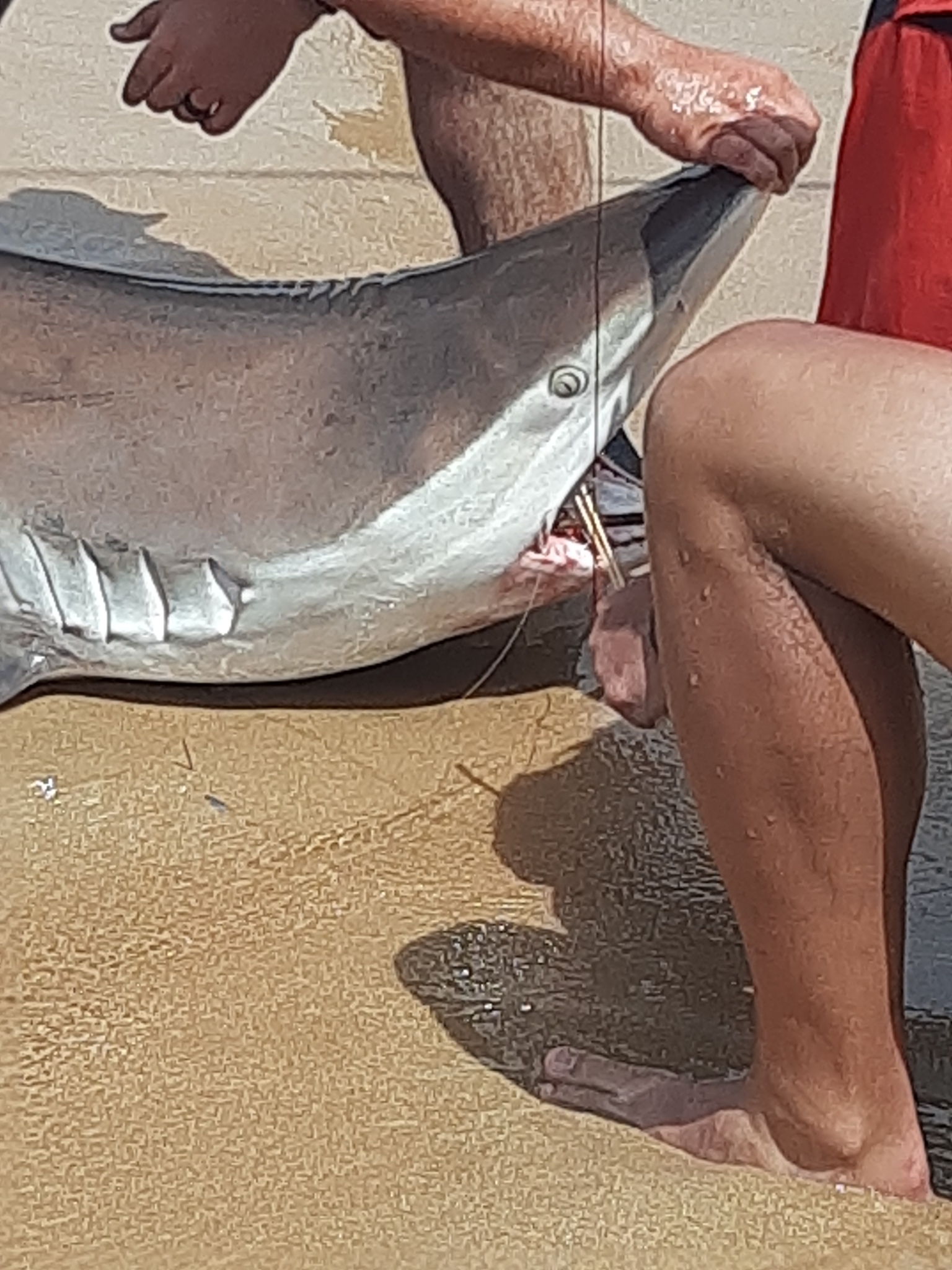 Species image