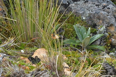 Dasyuris partheniata