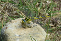 Gomphus simillimus