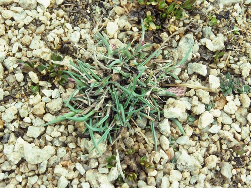 Keck's Bluegrass (Poa keckii)
