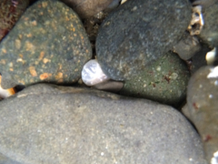 Halcampa decemtentaculata