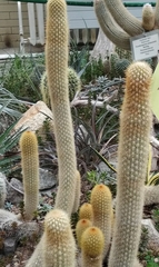 Cleistocactus winteri