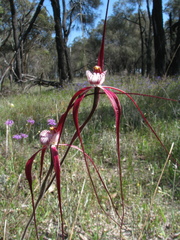 Caladenia chapmanii