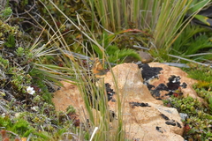 Dasyuris partheniata