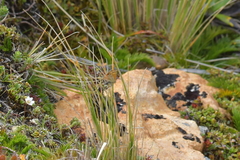 Dasyuris partheniata