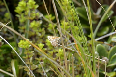 Dasyuris partheniata