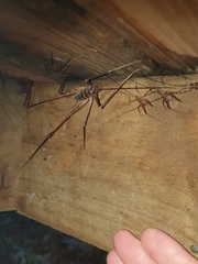 Pachyrhamma acanthocerum