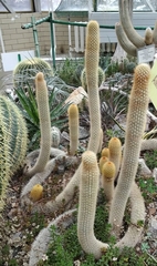 Cleistocactus winteri