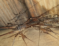 Pachyrhamma acanthocerum