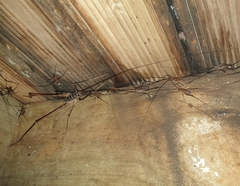 Pachyrhamma acanthocerum