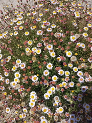 Felicia hyssopifolia