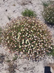 Felicia hyssopifolia