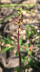 Genoplesium filiforme