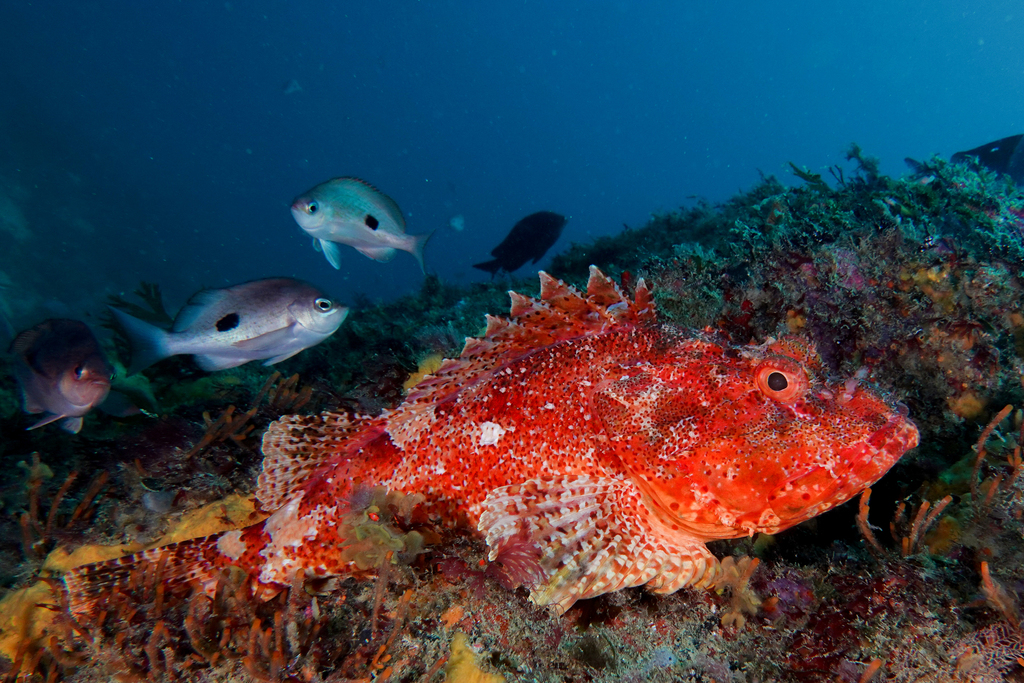 Cardinal Scorpionfish