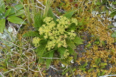 Aciphylla dissecta