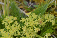 Aciphylla dissecta