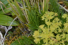 Aciphylla dissecta
