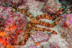 Ophidiaster macknighti