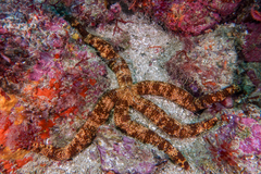 Ophidiaster macknighti