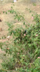 Cinnyris asiaticus