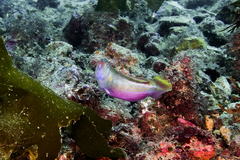Suezichthys arquatus