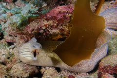 Gymnothorax nubilus