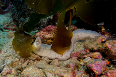 Gymnothorax nubilus