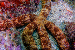 Ophidiaster macknighti