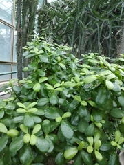 Portulacaria armiana