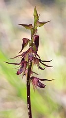 Genoplesium filiforme