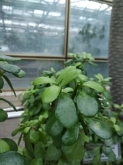 Portulacaria armiana