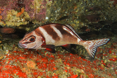 Morwong ephippium