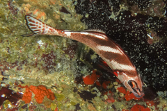 Morwong ephippium