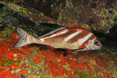 Morwong ephippium