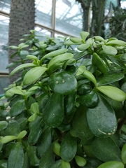 Portulacaria armiana