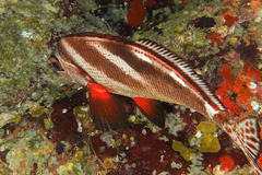 Morwong ephippium