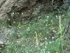 Trifolium dedeckerae