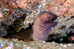 Gymnothorax prionodon